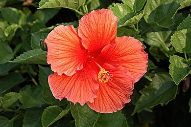 《寂静岭：短讯》下载量已突破200万 免费上线PS5